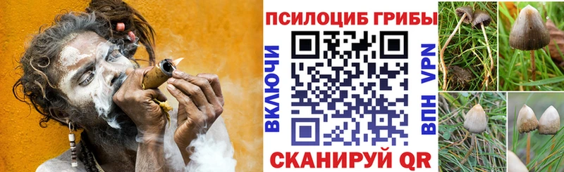 Купить где  Советск  Галлюциногенные грибы Cubensis 